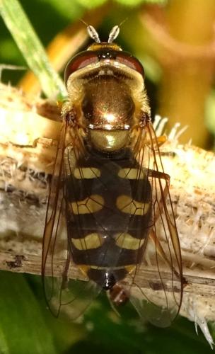 Réf. 355 087 : Eupeodes luniger